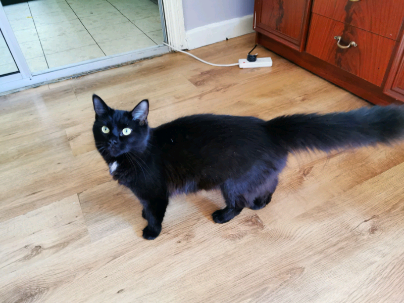 dolly for 1 year old